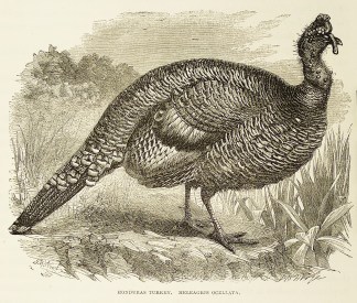 Honduras turkey. Meleagris oceallata. General / Global