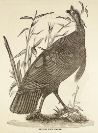 Mexican Wild Turkey.