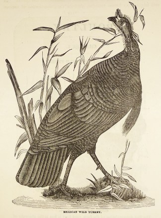 Mexican Wild Turkey. General / Global