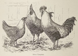 Silver Campines. General