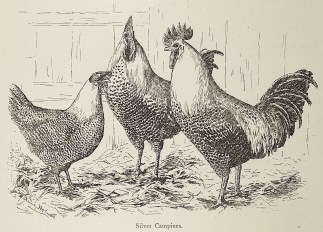 Silver Campines. General / Global