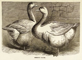 Embden Geese. General / Global