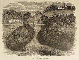 Cayuga Black Ducks. General
