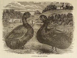 Cayuga Black Ducks. General / Global