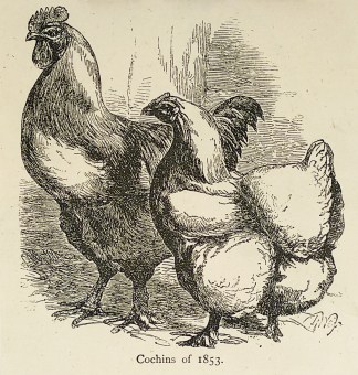 Cochins of 1853. General / Global