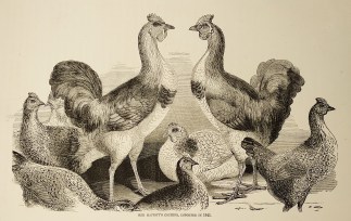 Her Majesty’s cochins, imported in… General / Global