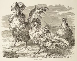 Frizzled Fowls General