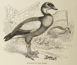 Egyptian or Nile Goose. General
