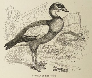 Egyptian or Nile Goose. General / Global