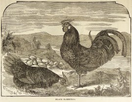 Black hamburgs. General