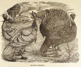 Bronze turkeys. General