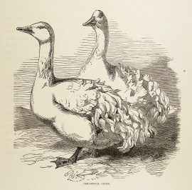 Sebastopol Geese. General