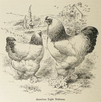 American Light Brahmas. General / Global