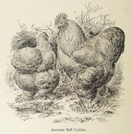 American Buff Cochins. General