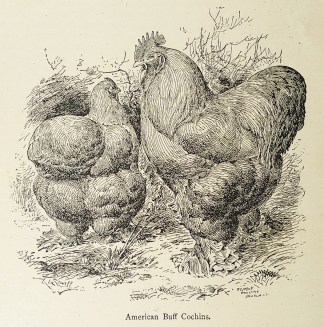 American Buff Cochins. General / Global