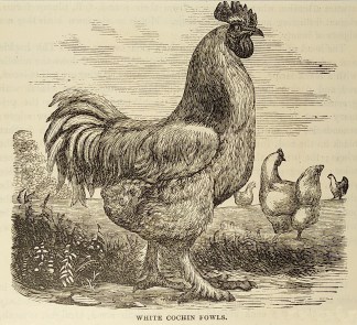 White cochin fowls. General / Global