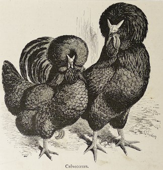 Crêvecoeurs. General / Global