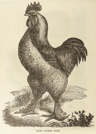 Buff Cochin Cock. General / Global