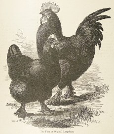 The First or Original Langshans. General