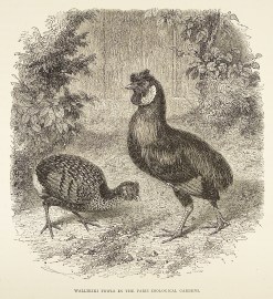 Wallikiki fowls in the Paris Zoological Gardens. General