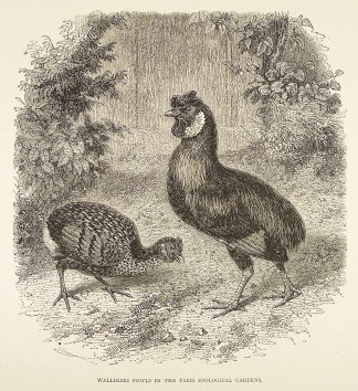 Wallikiki fowls in the Paris Zoological … General / Global