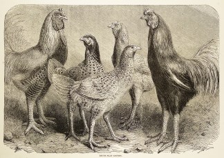 Begum Pilly Gaguzes. General / Global