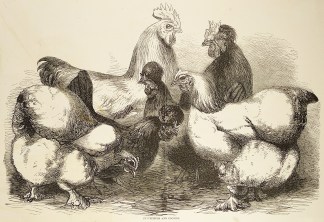 Crevecoeurs and cochins. General / Global