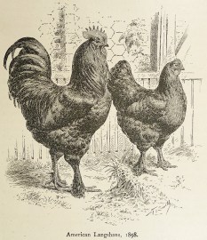 American Langshans, 1989.