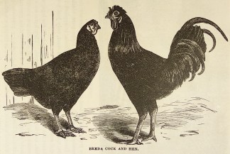 Breda Cock and Hen. General / Global
