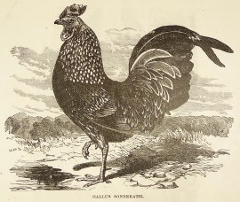 Gallus Sonneratii. General