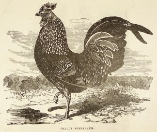 Gallus Sonneratii. General / Global