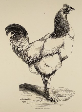 Light Brahma Cockerei. General / Global