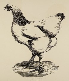 Light Brahma Pullet. General
