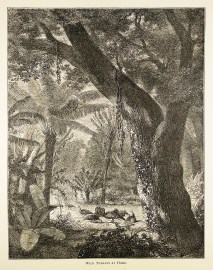 Wild Turkeys at home. General