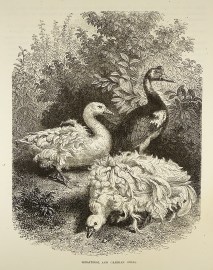 Sebastopol and Gambian Geese. General