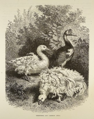 Sebastopol and Gambian Geese. General / Global