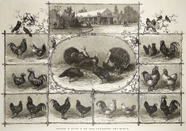 Exhibition of Poultry at the Jardin D’Acclim… General