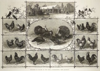 Exhibition of Poultry at the Jardin D… General / Global