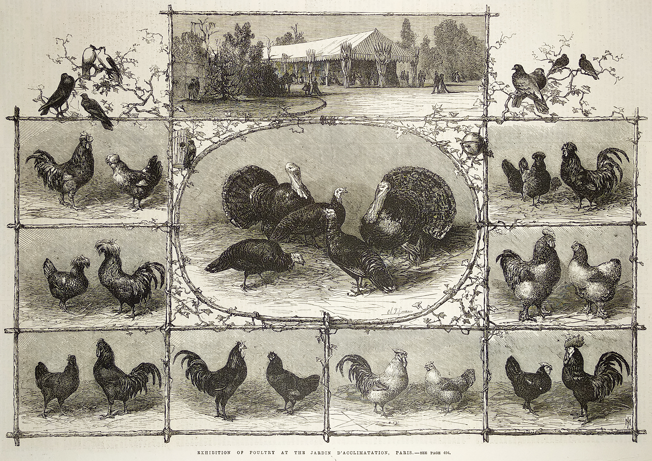 Exhibition of Poultry at the Jardin D'Acclimatatio, Paris. - Antique Print from 1868