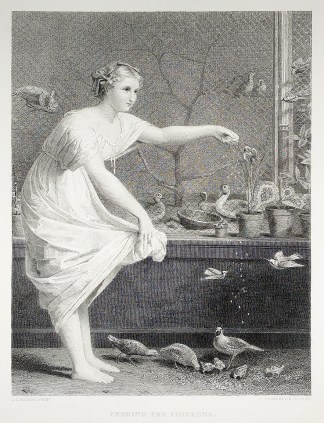 Feeding the chickens. General / Global