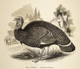 The Turkey – Meleagris Gallopavo General / Global