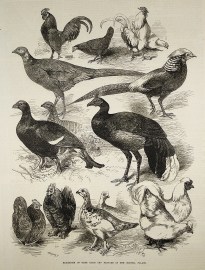 Exhibition of game birds and bantams at the crysta… General