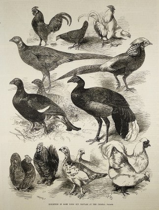 Exhibition of game birds and bantams at … General / Global