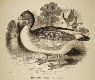 The common goose. – Anas domesticu… General / Global