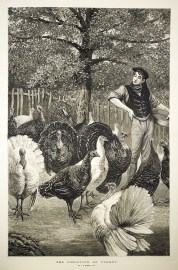 The condition of turkey. General