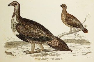1. Cock of the Plains, Female. (Tetrao U… General / Global