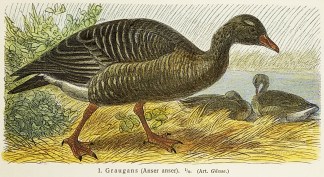 1. Graugans (Anser anser). 1/8. (Art. Ga… General / Global