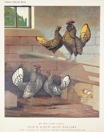 Mr Matthew Leno’s Gold & Silver-Laced Ba… General