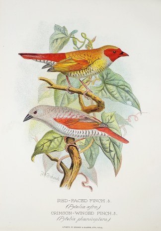 Red-Faced Finch Crimson-Winged Finch BIRDS