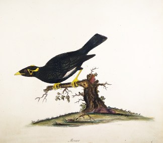 Minor General / Global